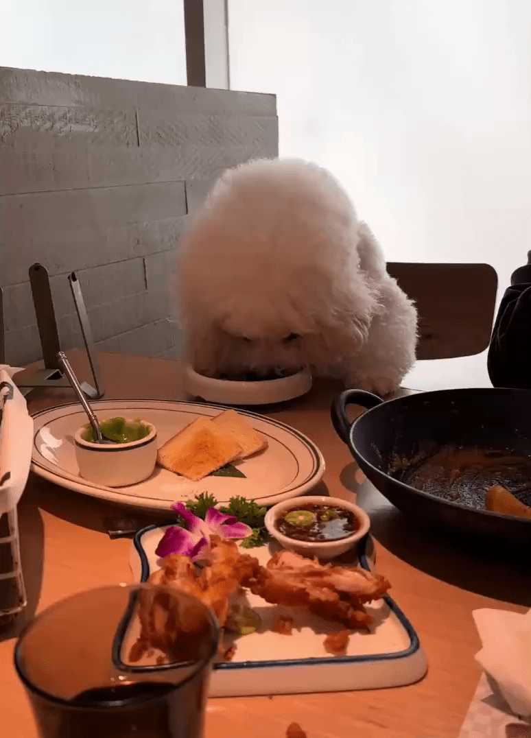 西安餐厅顾客抱狗上桌舔餐碟。