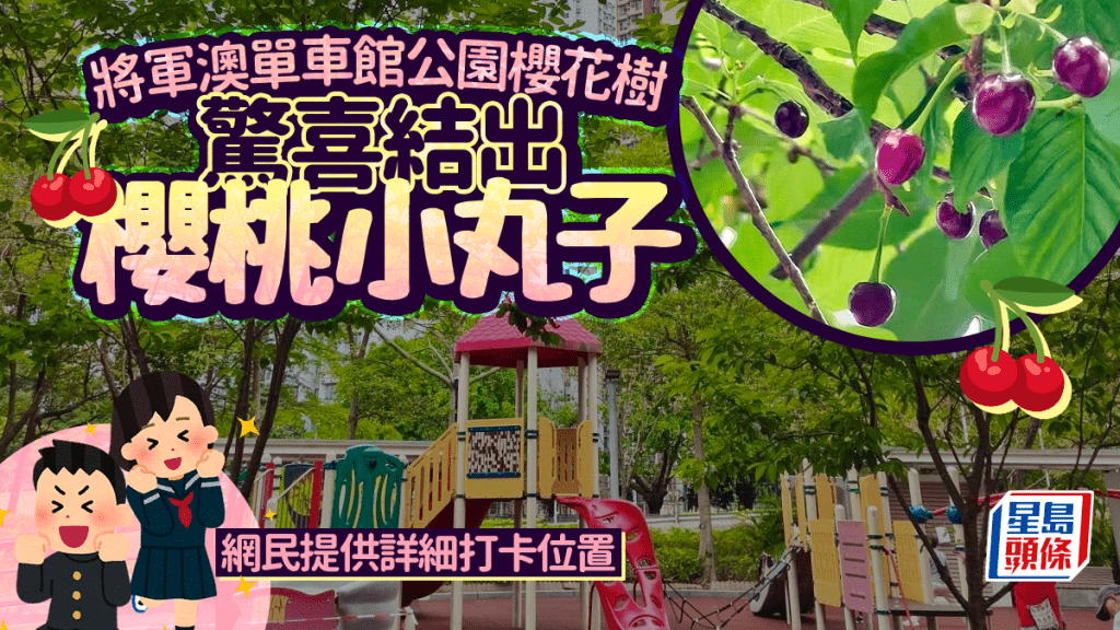 将军澳自行车馆公园樱花树 惊喜结出樱桃小丸子 网民提供详细打卡位置｜Juicy叮