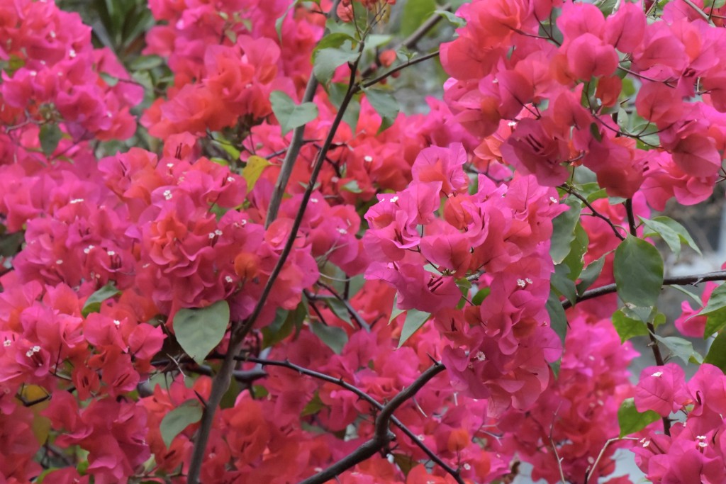 踏入杜鹃花开花季节，各区出现簕杜鹃盛放景象。