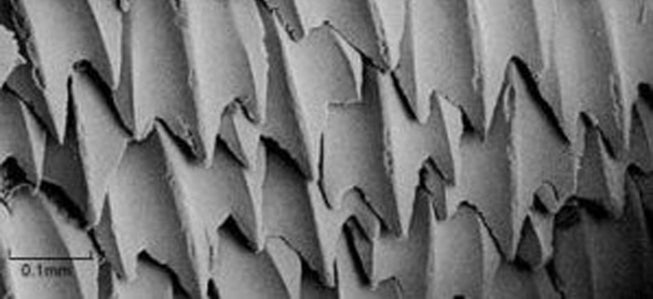 放大后的「鲨鱼衣」外层。