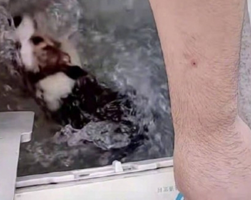 放柯基犬洗衣機攪洗狗主道歉，公安機關已對其批評教育，其友趁機編造虐狗謠言被拘留5日處罰。