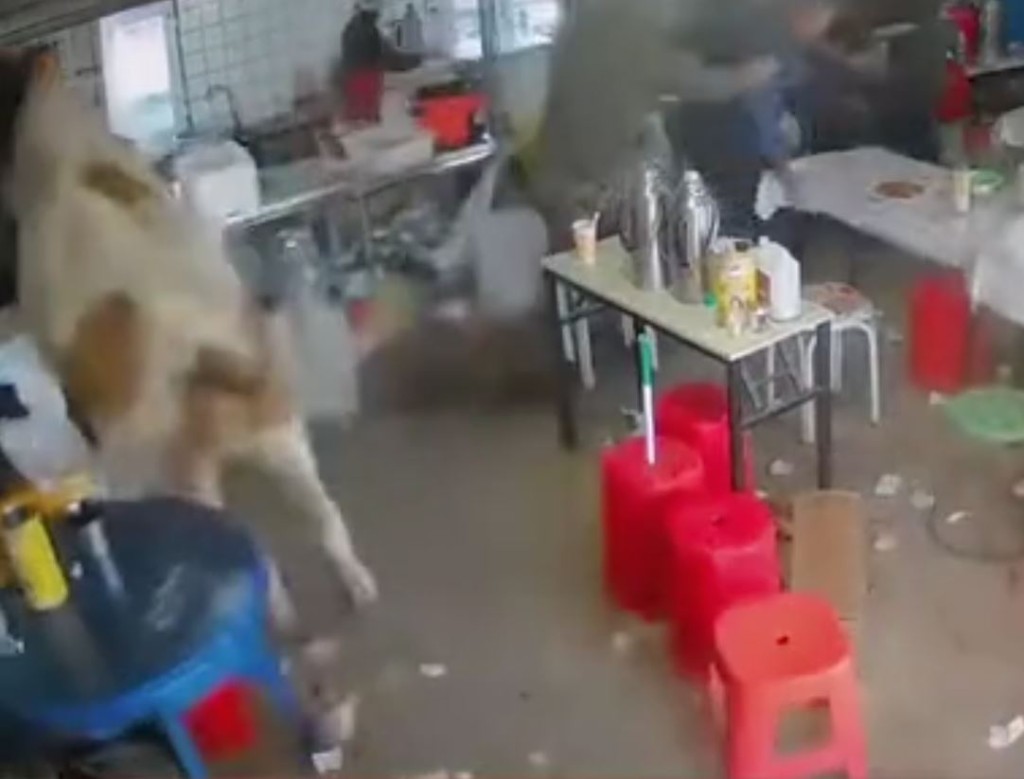 內蒙古有牛隻發狂衝入餐館大肆破壞。抖音