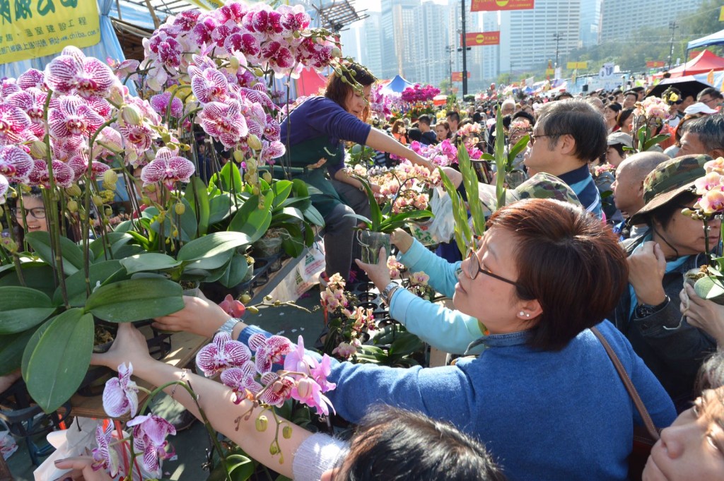 兰花品种多，加上花期长及花色多样、高贵，成为港人近年热门的贺年花种