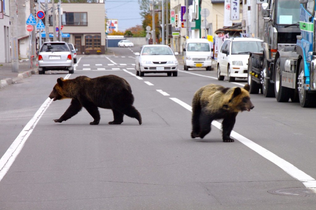 一对在北海道斜里町市内出现的野熊。网上图片　