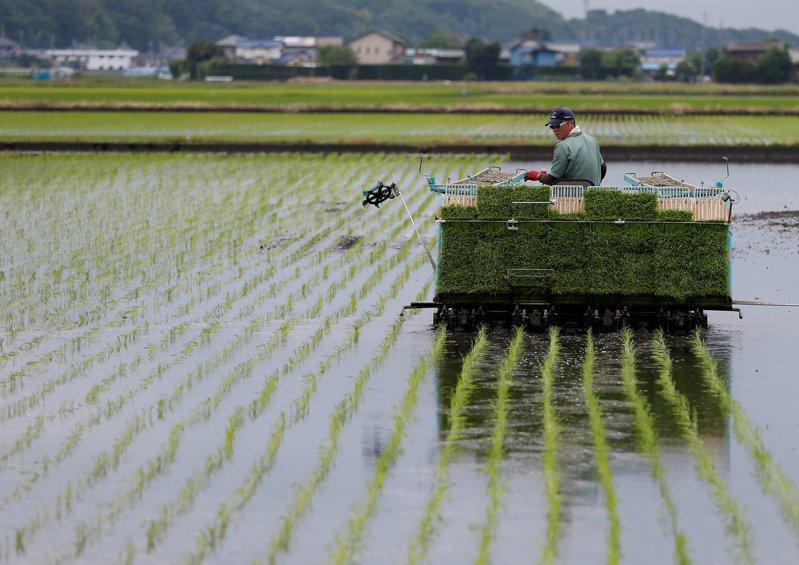 受到猛暑影响，日本稻米收成欠佳。路透社