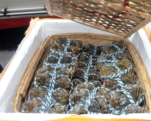 大閘蟹。資料圖片