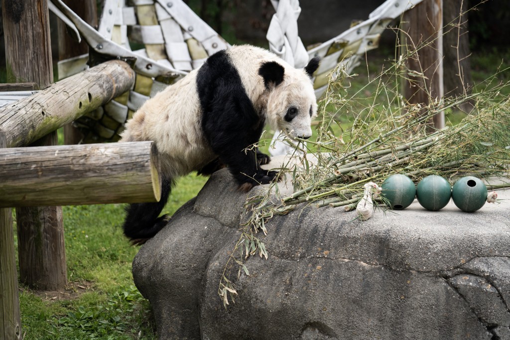 「丫丫」在孟菲斯動物園生活了20年。新華社