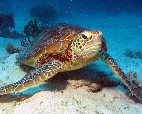 澳洲大堡礁綠海龜面臨性別比例大失衡。網圖