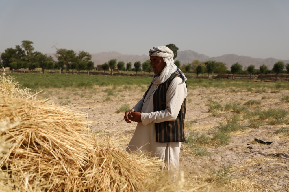 ●一名農民表示，由於乾旱，小麥產量不足，未能為他們提供可觀收入。