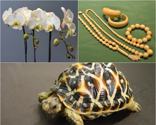 上：蝴蝶蘭/象牙；下：印度星龜。政府新聞處圖片
