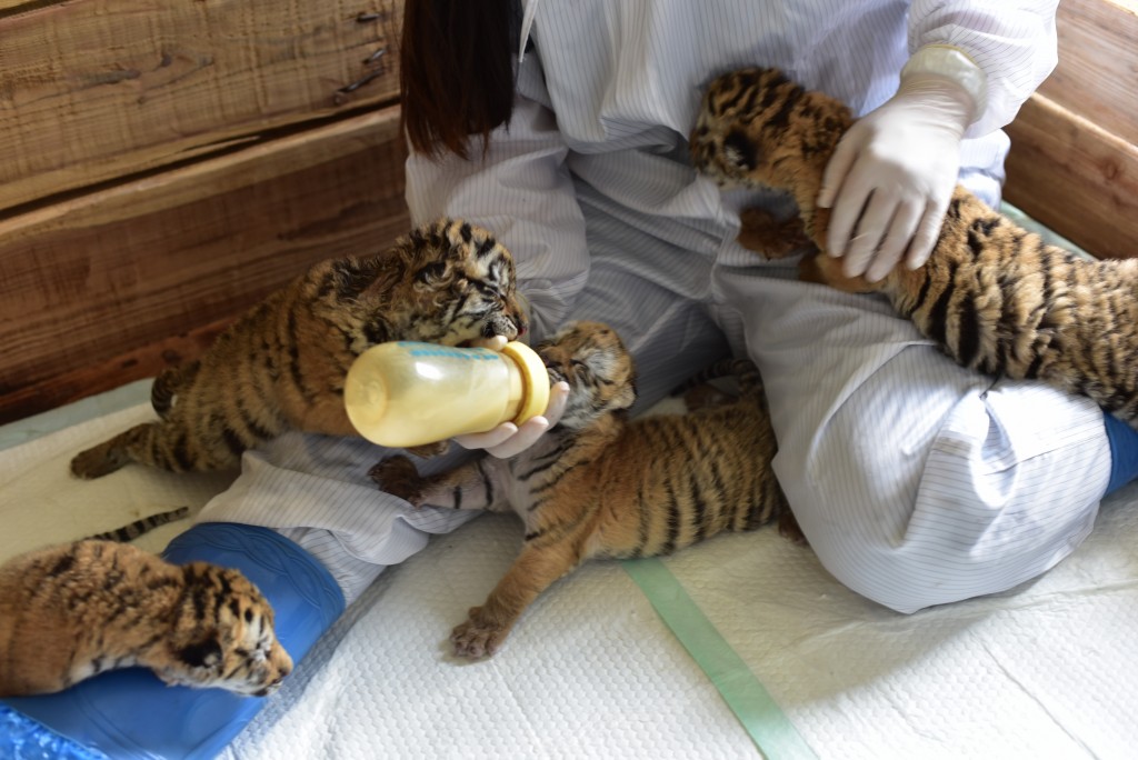 飼養員忙手餵奶。新華社圖片