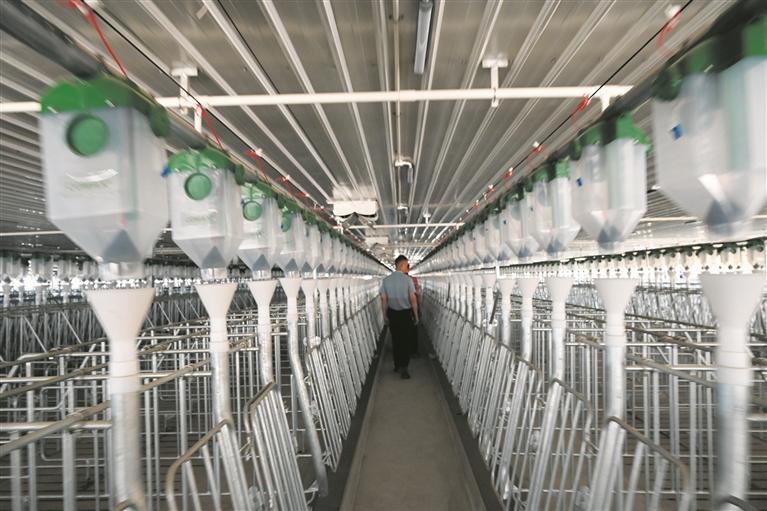 現代化養豬場內的自動投餵系統。新華社