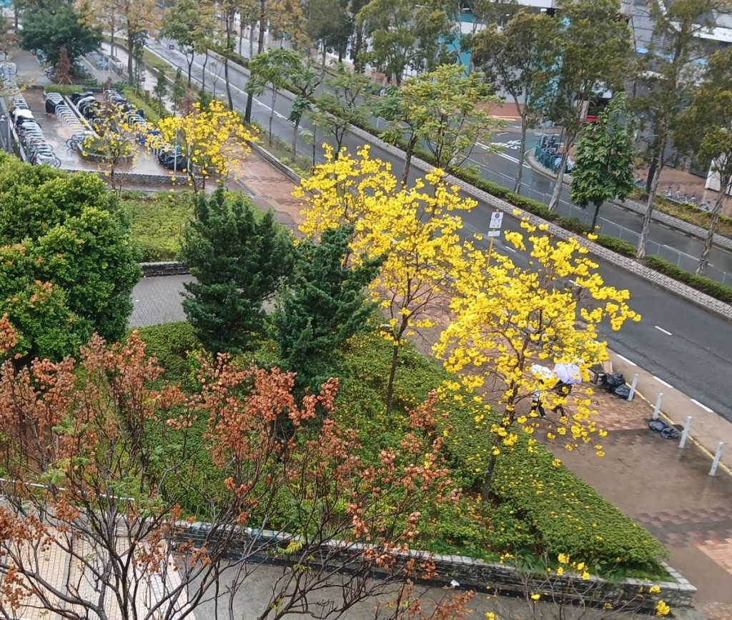 唐明街公園數棵黃花風鈴木，黃花率先炸滿一樹。讀者提供