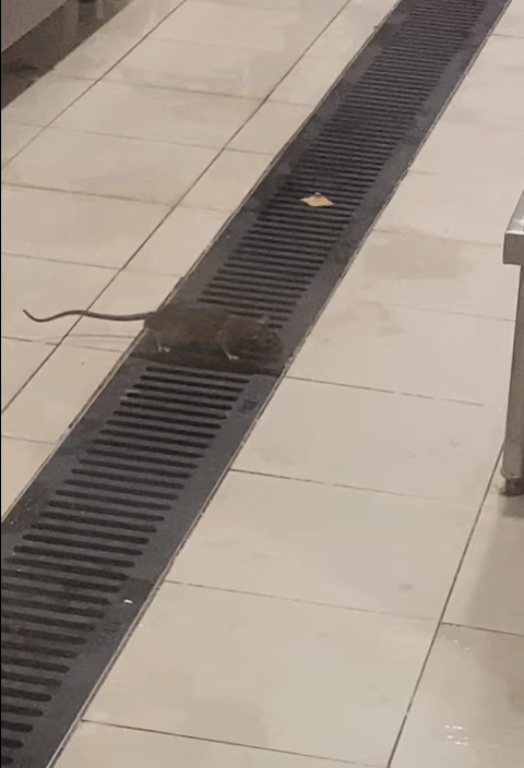 有一隻老鼠在麵包店的廚房地上奔跑。網上片段截圖