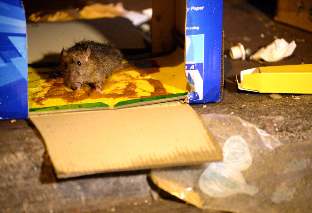 食环署现时会在鼠患问题严重而又合适的场所使用老鼠胶板。资料图片