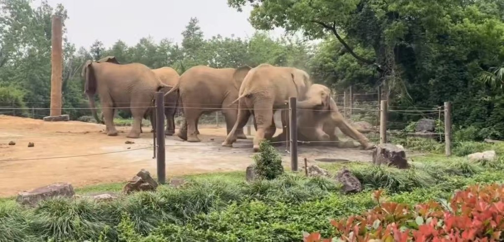 上海動物園大象遭同類集體霸凌。微博@滬語說唱Mrweezy