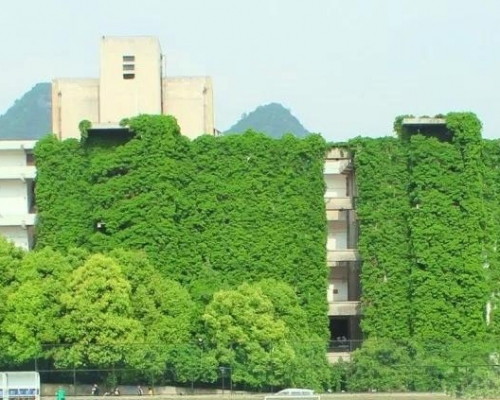 高校9層樓高的圖書館後牆被爬山虎幾乎全部「佔領」。(網圖)