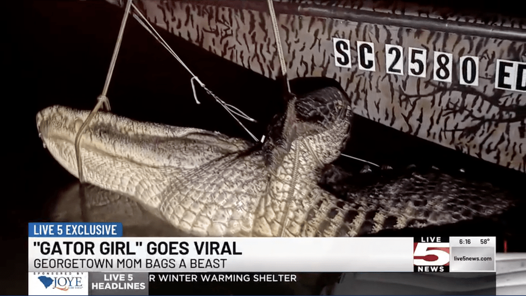 利文斯顿放产假狩猎时成功捕获一条长达3.6米、重达271公斤的巨鳄，成为当地热话。Live5News画面截图