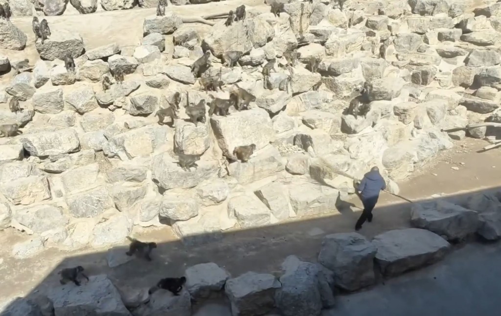 管理员要用大扫帚驱赶护尸猴群。微博