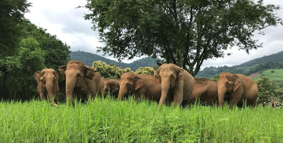 大象自然公園是著名的大象保育區。（FB@Elephant Nature Park）