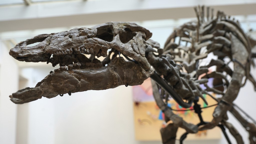 侏罗纪晚期弯龙“巴里”骨架即将拍卖。 美联社