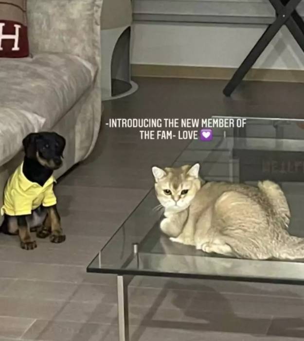 因為新養的杜賓幼犬,惹起網民指責Lisa鍾情品種寵物。