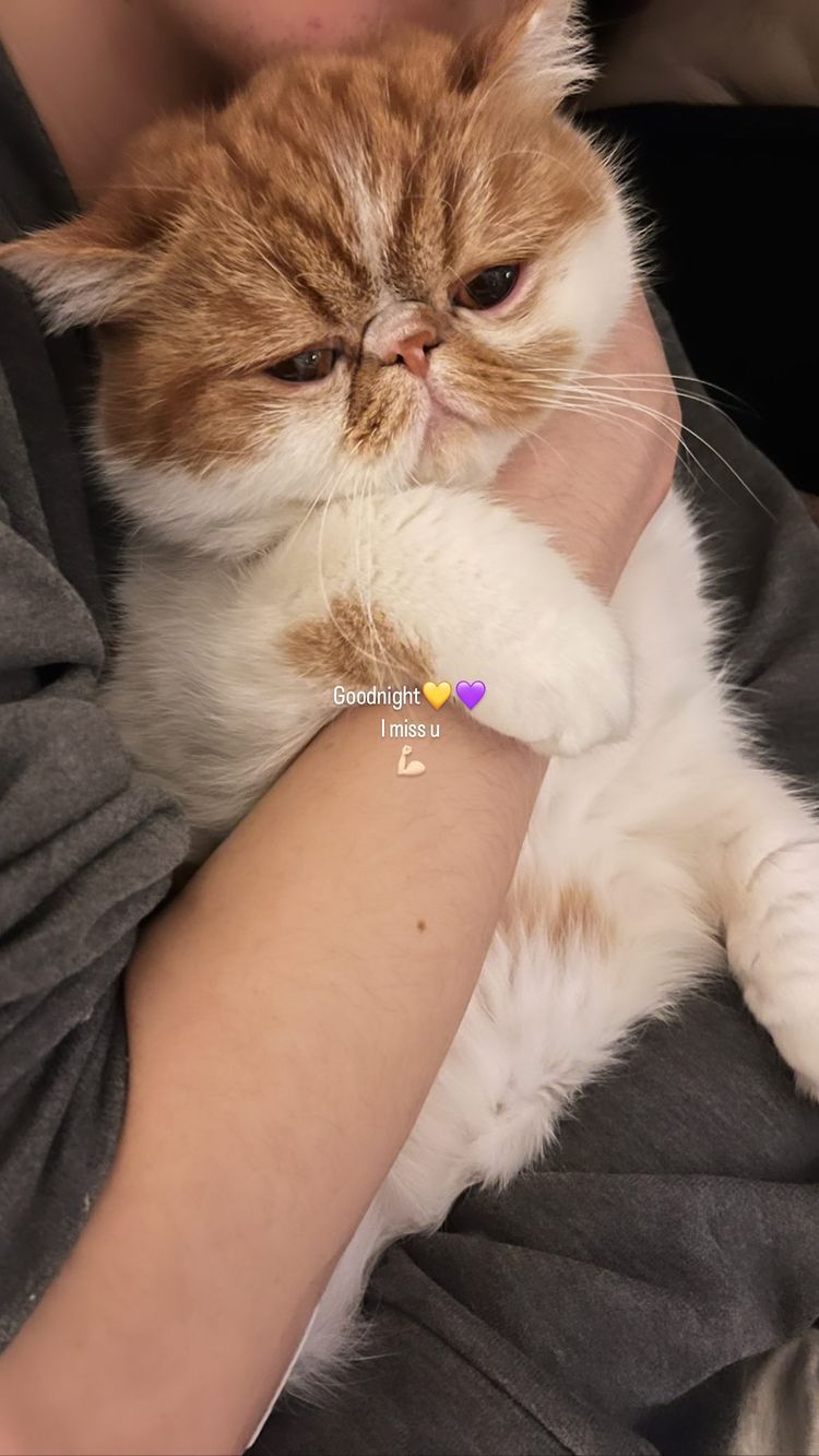 日前So Ching貼出愛貓相。