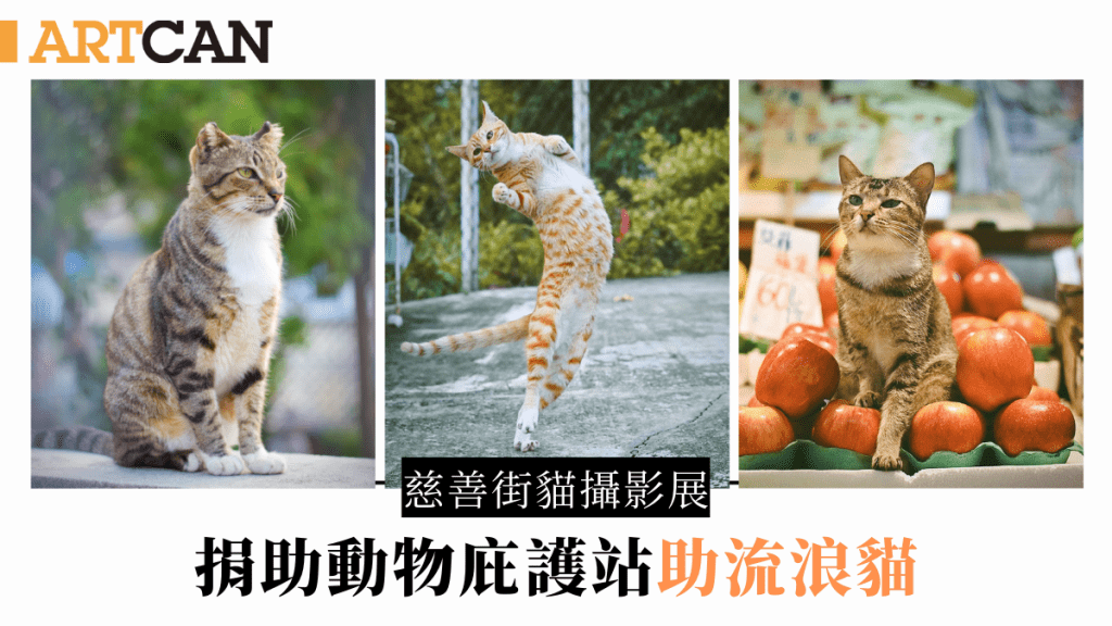 慈善街貓攝影展｜大會堂#bistrocity辦香港街貓攝影展 捐助動物庇護站助流浪貓