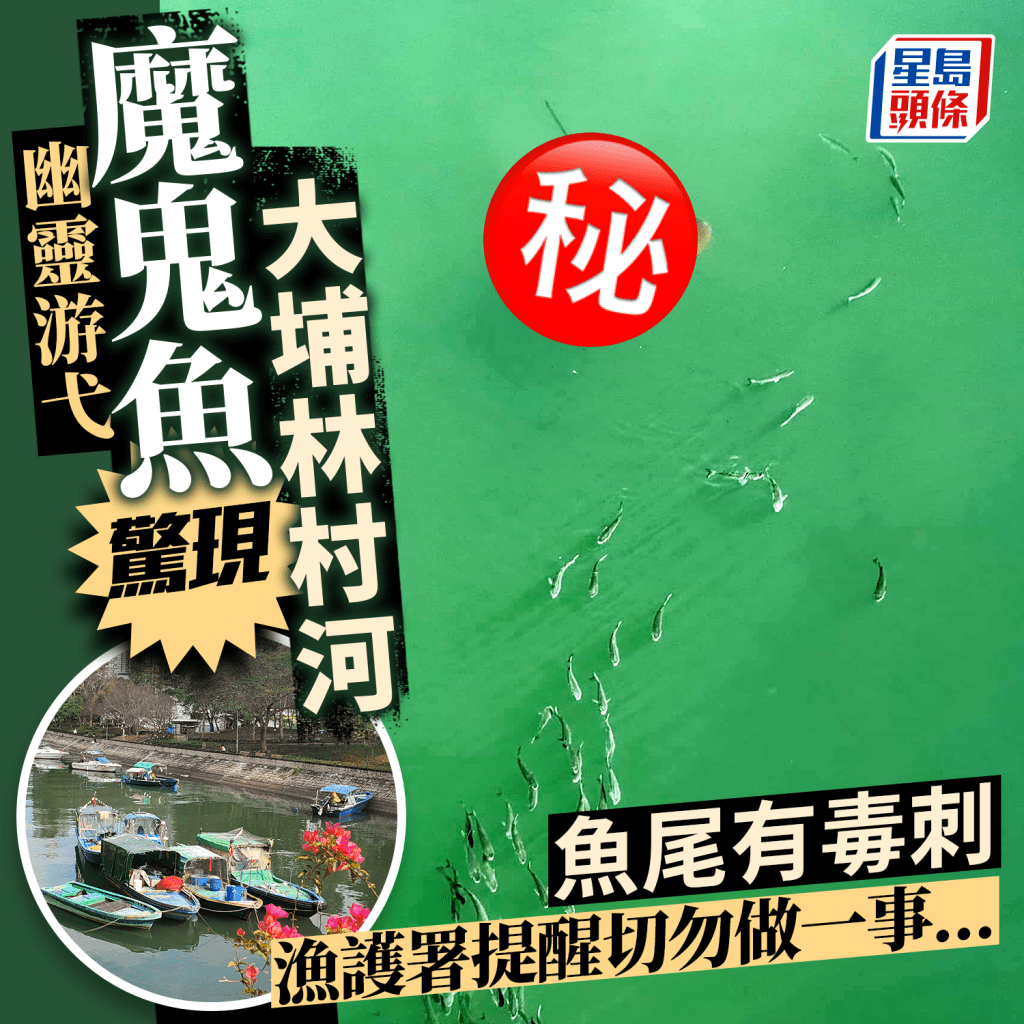 魔鬼魚驚現大埔林村河 魚尾有毒刺 漁護署提醒切勿做一事......。圖片授權：Chihung Wong