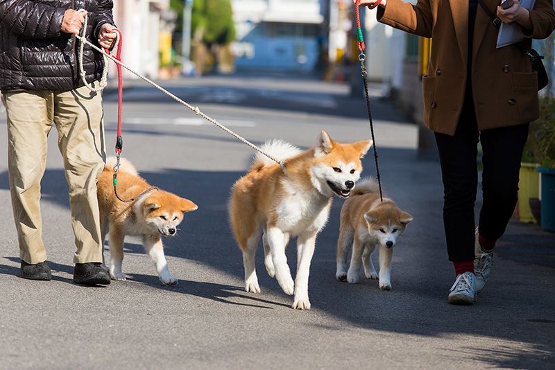 秋田犬被指定為日本國家天然紀念物。網上圖片