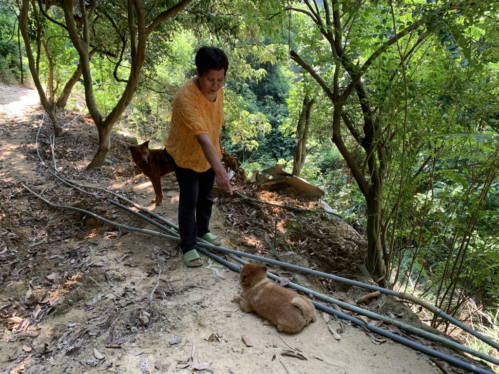 徐婆婆現時飼養約飼養10隻狗。劉漢權攝