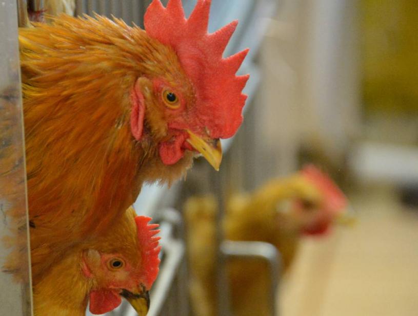 山东青岛一企业称以月薪3至4万招聘养鸡场场长，工作地点在非洲坦桑尼亚。资料图片