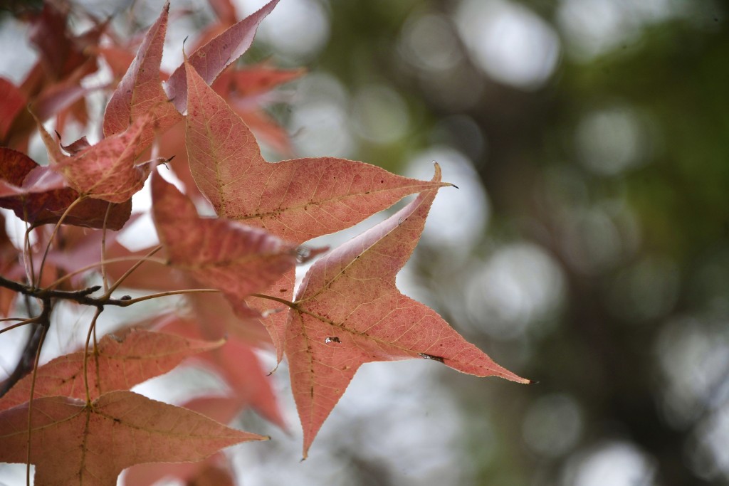 不少楓葉開始變成紅色，層層疊疊的紅葉為冬日增添浪漫氣氛。