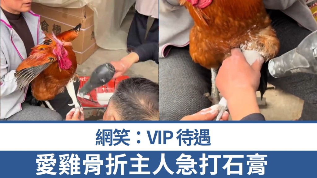 愛雞骨折山東主人急送院打石膏。