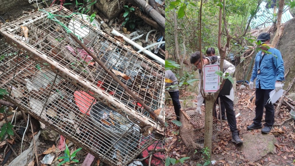 黃大仙山坡疑有人非法狩獵 漁護署夥警方搜索檢走捕獸器
