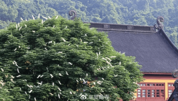 灵隐寺600岁「佛门圣树」开花。
