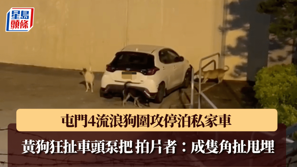 屯門4流浪狗圍攻私家車 黃狗狂扯車頭泵把 拍片者：成隻角扯甩埋。Facebook 香港突發事故報料區及討論區影片截圖 
