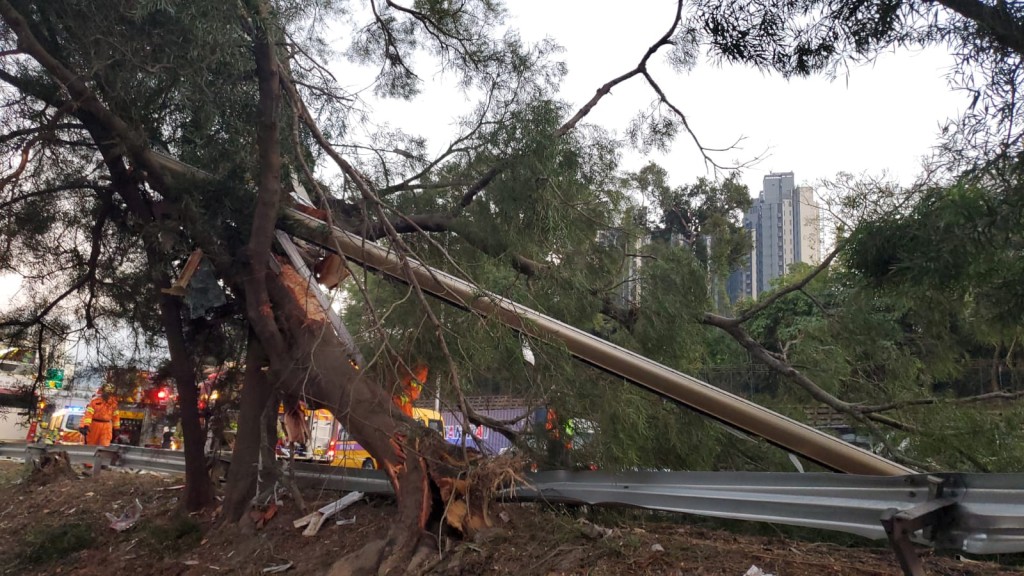 巴士車頂部件橫臥樹枝上