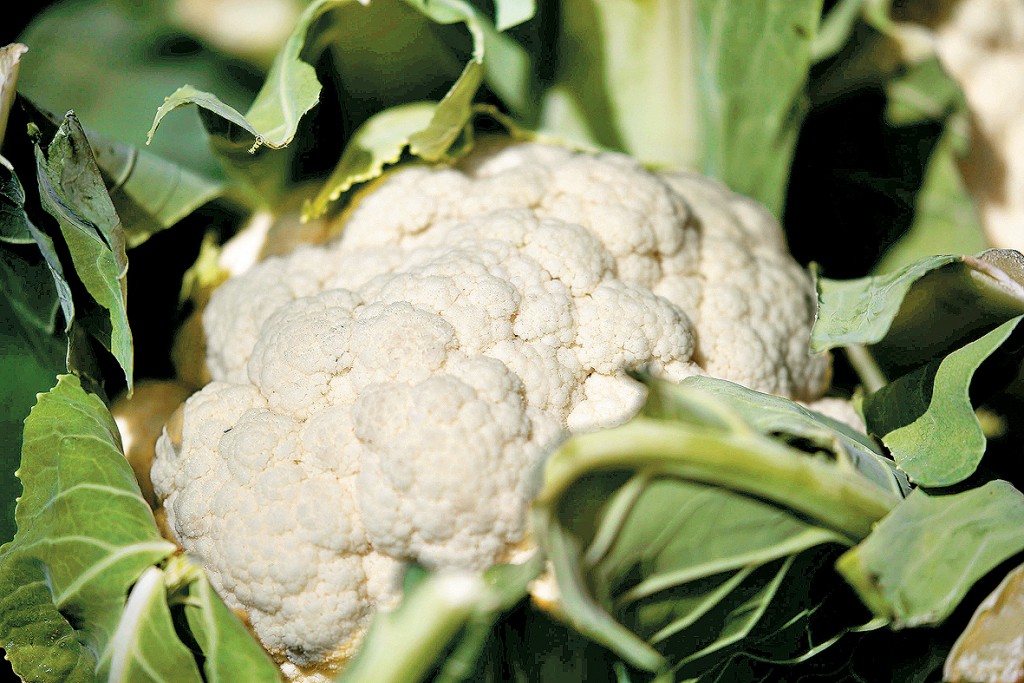 椰菜花為十字花科蔬菜。