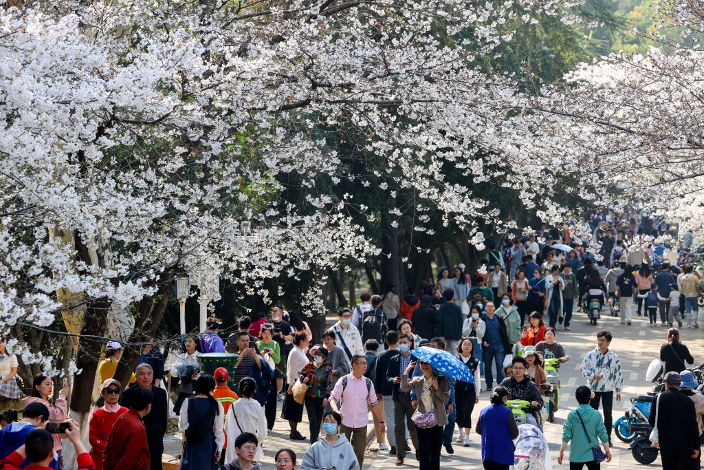 武漢大學的櫻花。中新社