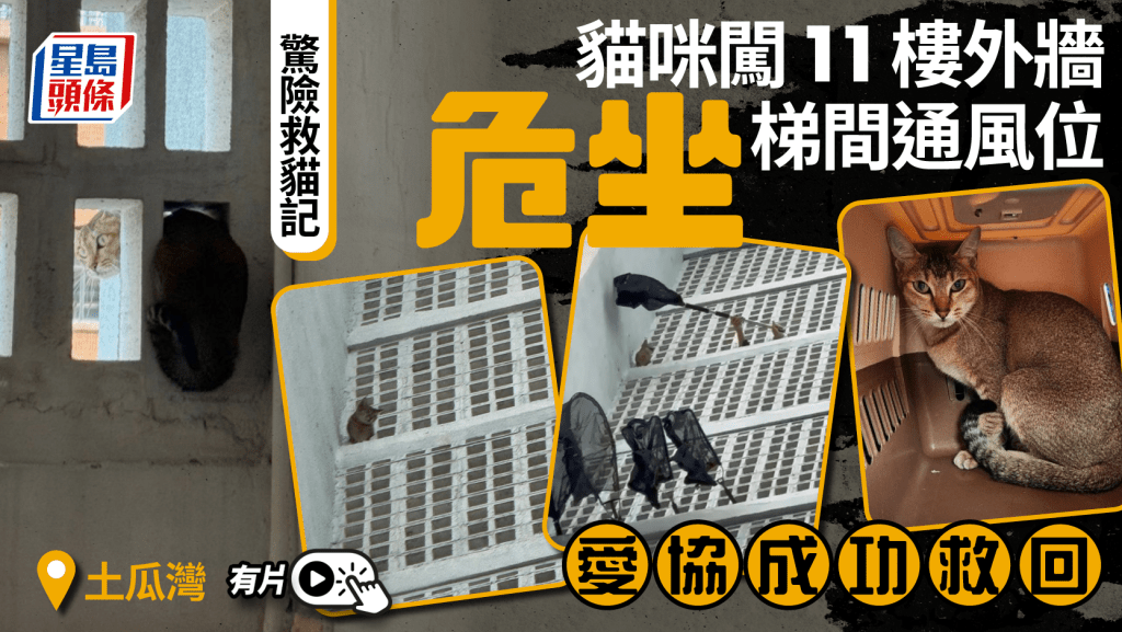 直擊驚險救貓過程！土瓜灣貓咪危坐11樓梯間通風位 愛協出手驚險救回