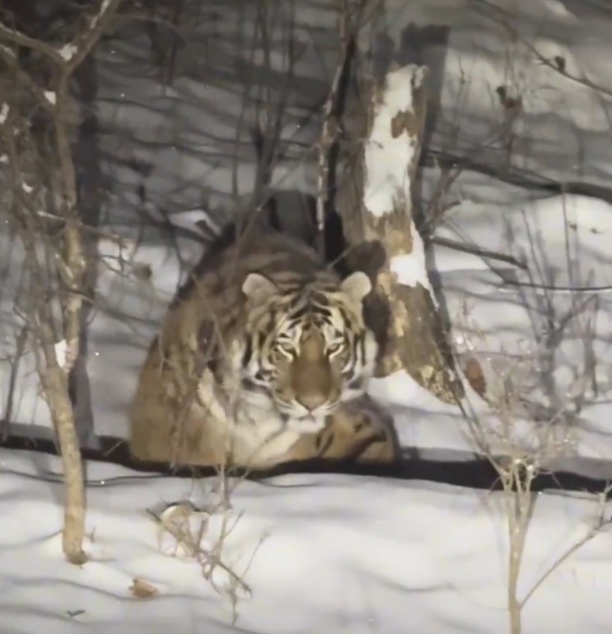 有民众在吉林雪山上发现东北虎。《新京报》