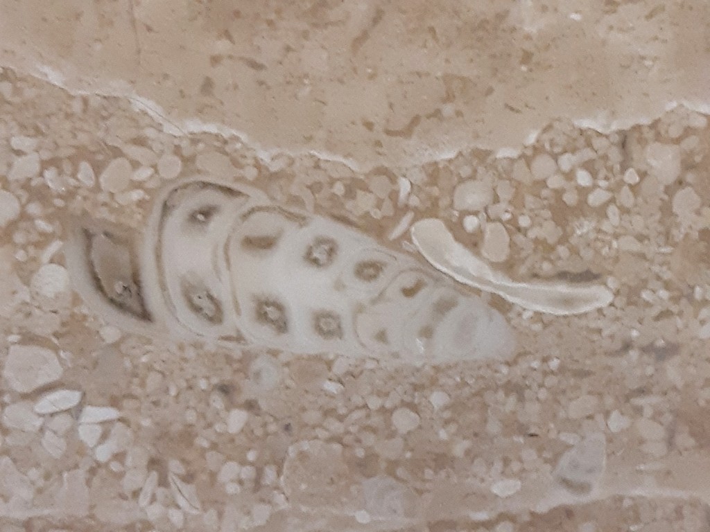 「Fossils Hong Kong」FB圖片