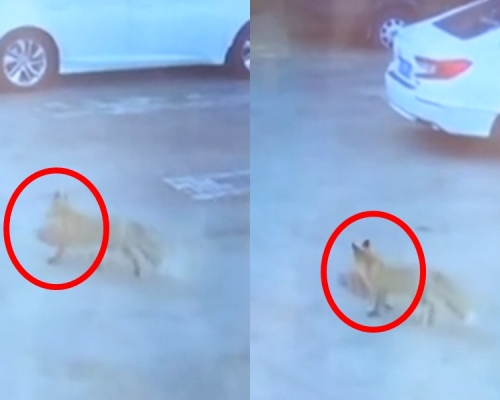 狐狸潜入鸡舍偷食鸡。网上图片