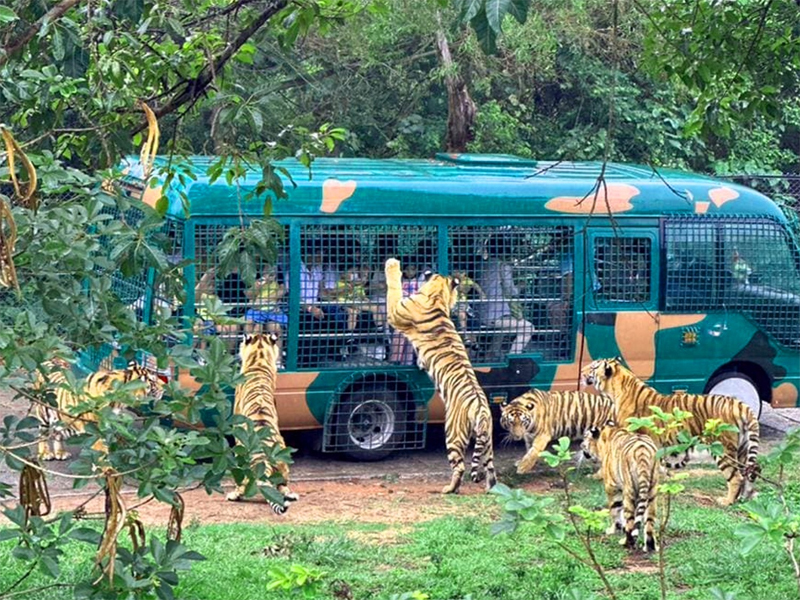 深圳親子遊2025︳深圳野生動物園早鳥優惠低至$28（圖片來源：優遊親子旅行社）