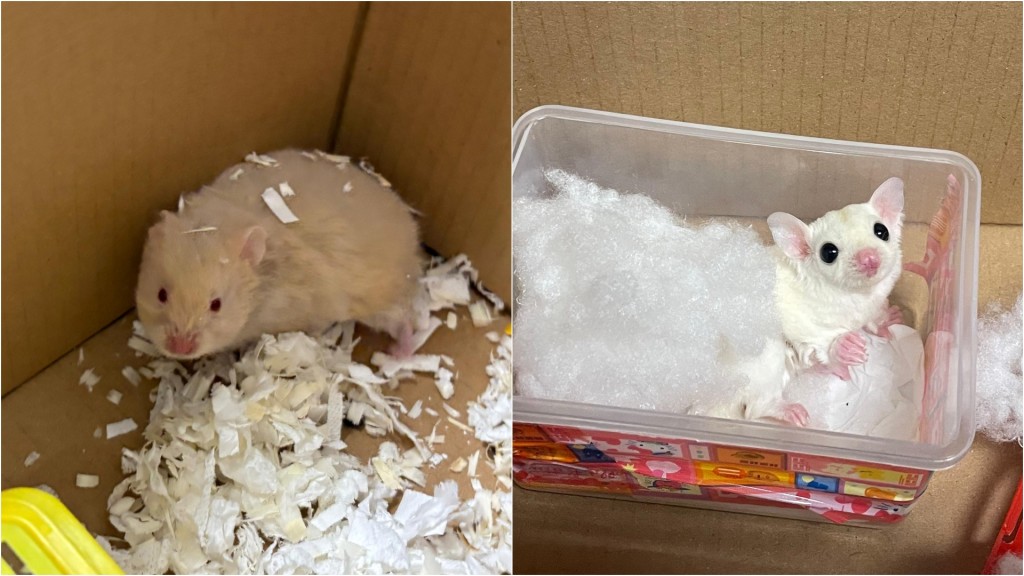 海關拘落馬洲17歲抵港少年 揭有人膠盒走私蜜袋鼯倉鼠老鼠