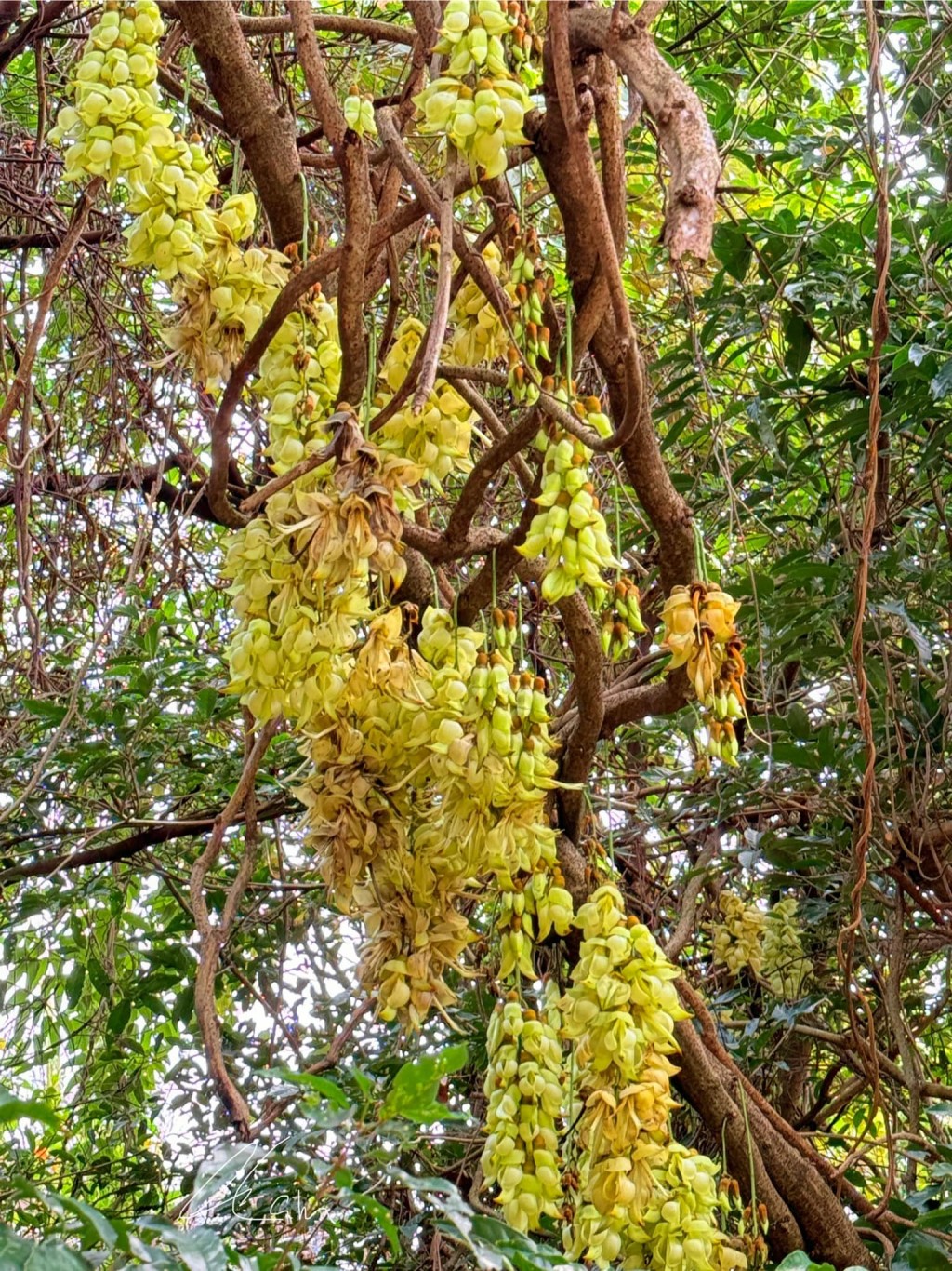 禾雀花屬蝶形花科藤本植物。圖片授權Winnie Lam