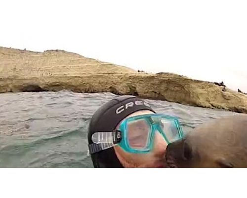 小海獅強吻潛水客。(網圖)