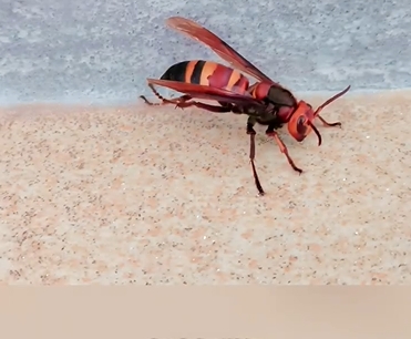  「殺人蜂」遭濫養，傷人致死事件頻發。 新京報