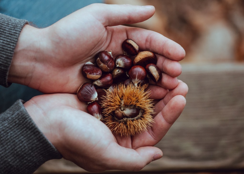 外形不突出的栗子原來營養豐富。(Sébastien Bourguet / Unsplash)